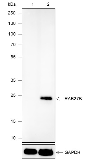 Anti-Rab27B Mouse mAb