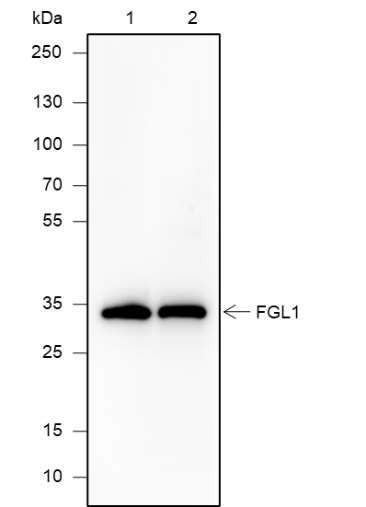 Anti-FGL1 Rabbit mAb