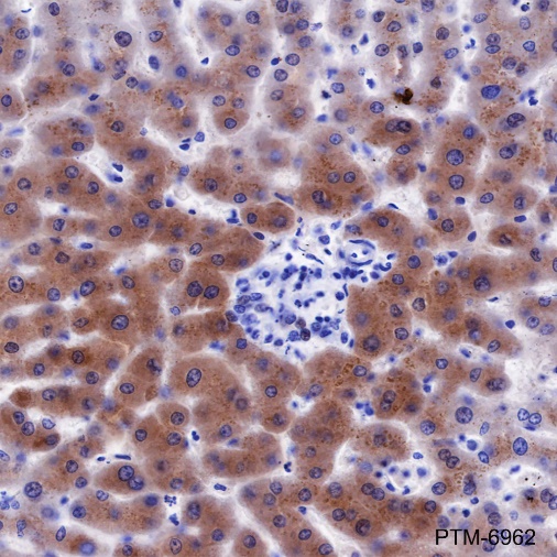 Anti-FGL1 Rabbit mAb