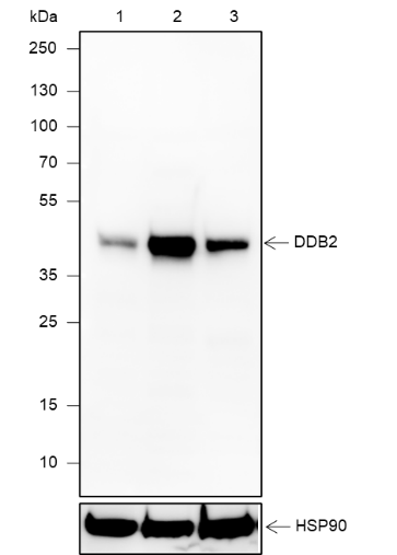 Anti-DDB2 Rabbit mAb