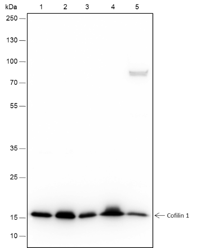 Anti-Cofilin-1 Rabbit mAb