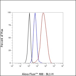 Anti-Cofilin-1 Rabbit mAb