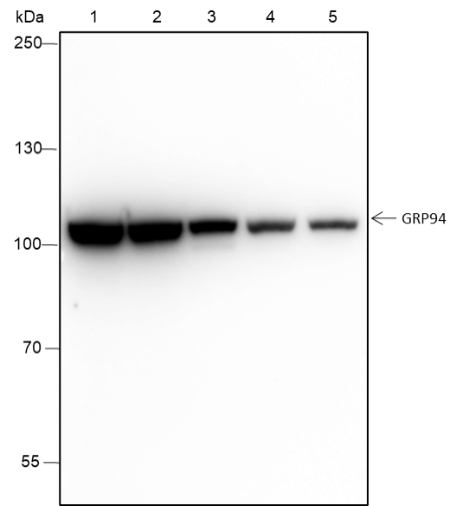 Anti-GRP94 Rabbit mAb