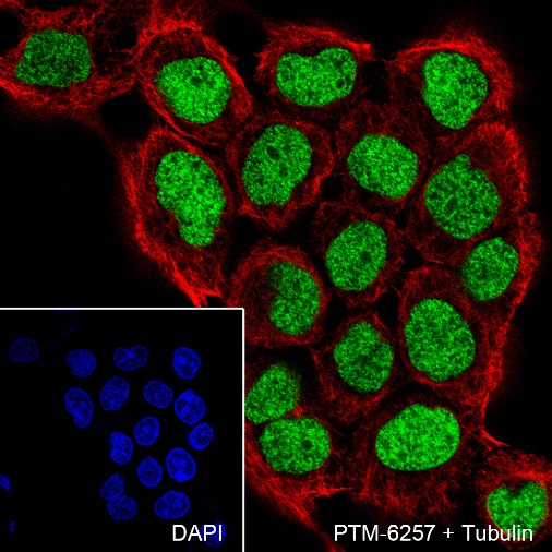 Anti-p63 Rabbit mAb