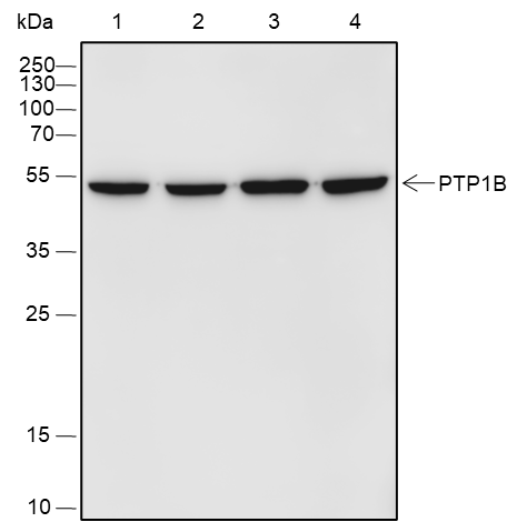 Anti-PTP1B Rabbit mAb