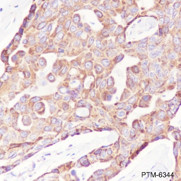 Anti-PTP1B Rabbit mAb