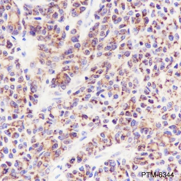 Anti-PTP1B Rabbit mAb