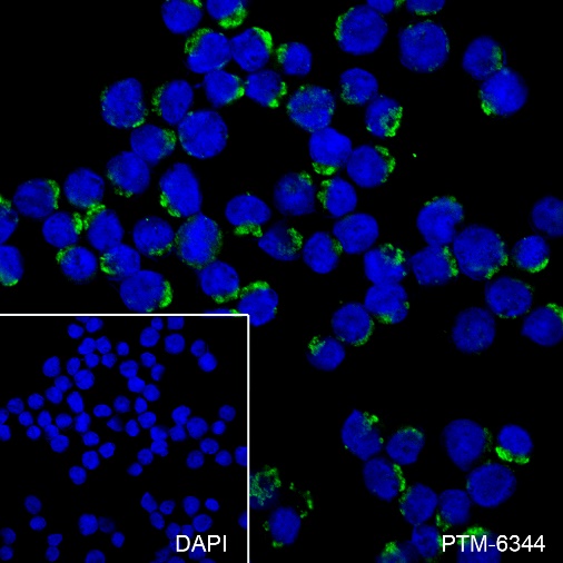 Anti-PTP1B Rabbit mAb