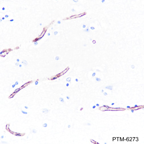 Anti-Claudin-5 Rabbit mAb