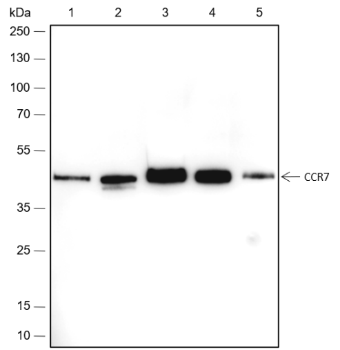 Anti-CCR7 Rabbit mAb