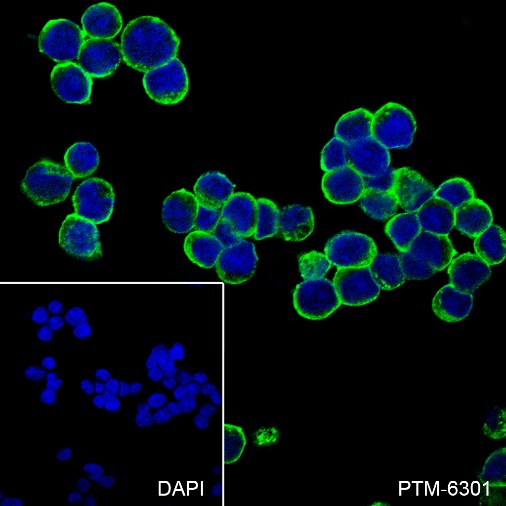 Anti-CCR7 Rabbit mAb