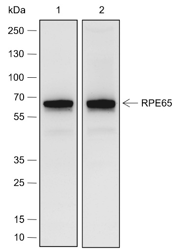 Anti-RPE65 Rabbit pAb
