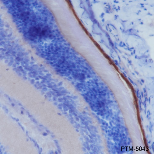 Anti-RPE65 Rabbit pAb