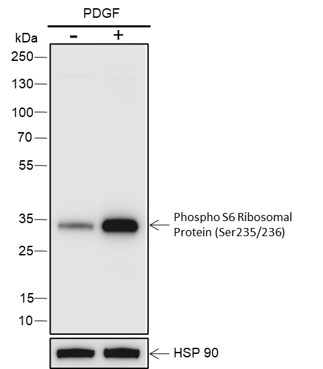 Anti-Phospho-S6 Ribosomal Protein (Ser235/236) Rabbit mAb
