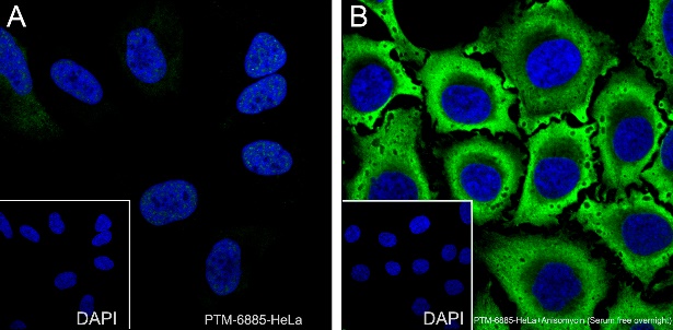 Anti-Phospho-S6 Ribosomal Protein (Ser235/236) Rabbit mAb