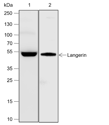 Anti-Langerin Rabbit pAb