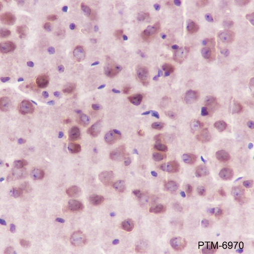 Anti-HSP90 beta Rabbit pAb
