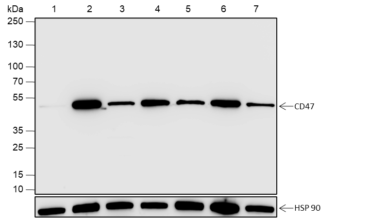 Anti-CD47 Rabbit mAb