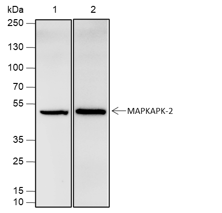 Anti-MAPKAPK-2 Rabbit mAb
