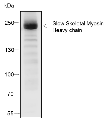 Anti-MYH7 Rabbit pAb