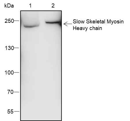 Anti-MYH7 Rabbit pAb
