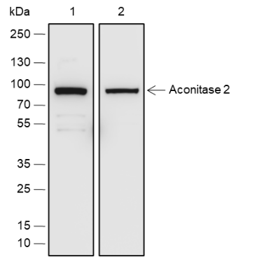 Anti-Aconitase 2 Rabbit pAb