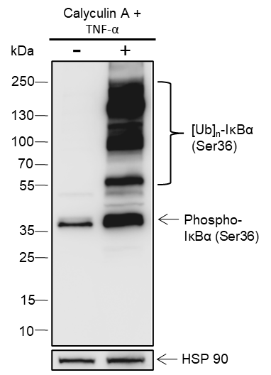 Anti-Phospho-IkB alpha (Ser36) Rabbit mAb