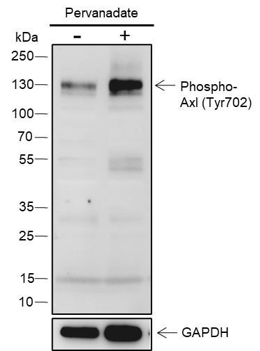 Anti-Phospho-Axl (Tyr702) Rabbit pAb