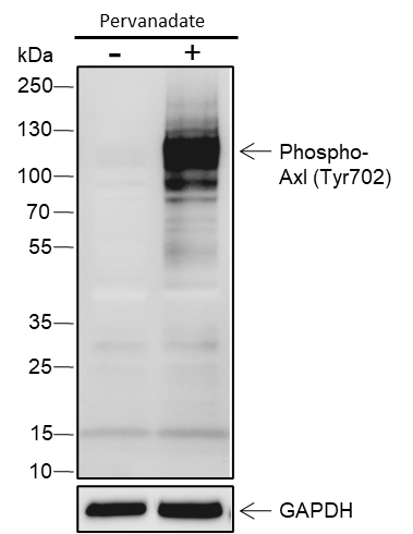 Anti-Phospho-Axl (Tyr702) Rabbit pAb