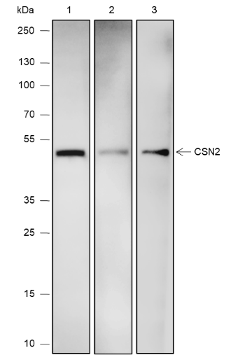 Anti-CSN2 Mouse mAb
