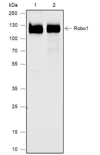 Anti-Robo1 Rabbit mAb