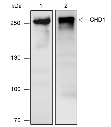 Anti-CHD1 Rabbit mAb
