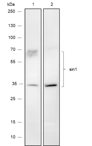 Anti-Sin1 Mouse mAb