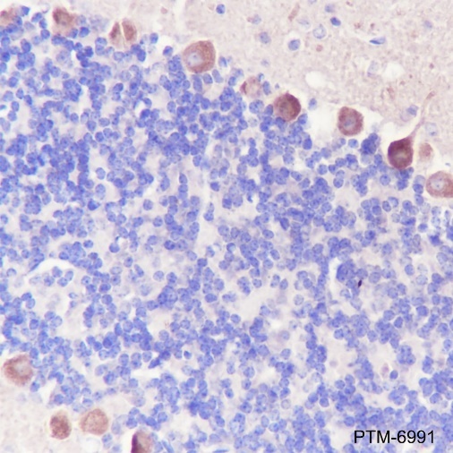Anti-Sin1 Mouse mAb