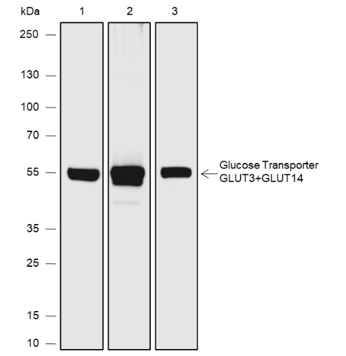 Anti-GLUT3 + GLUT14 Rabbit mAb