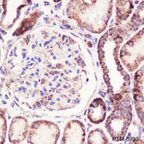 Anti-mtTFA Rabbit mAb