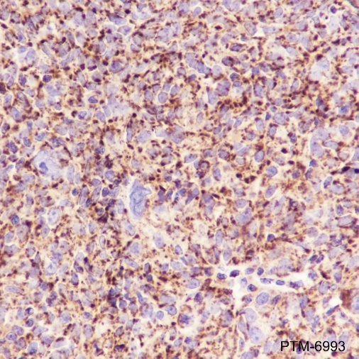 Anti-mtTFA Rabbit mAb