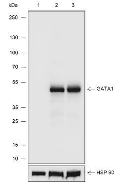 Anti-GATA1 Rabbit mAb