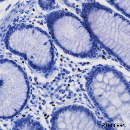 Anti-GATA1 Rabbit mAb