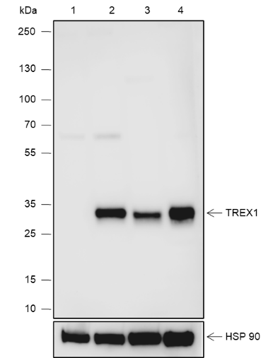 Anti-TREX1 Rabbit mAb