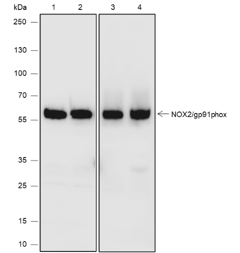 Anti-NOX2/gp91phox Rabbit mAb