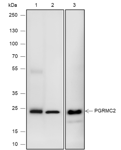 Anti-PGRMC2 Rabbit mAb
