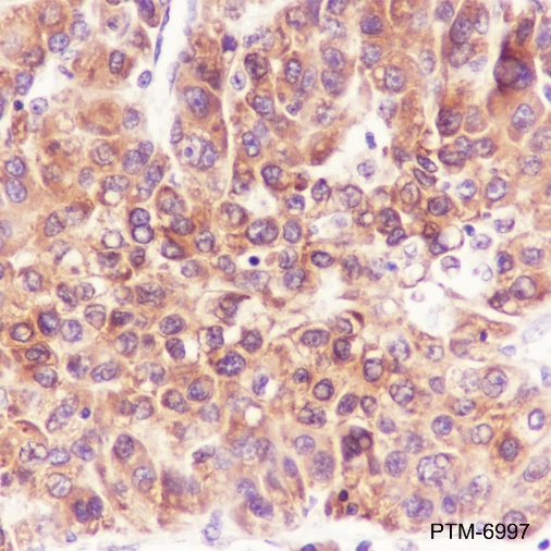 Anti-PGRMC2 Rabbit mAb