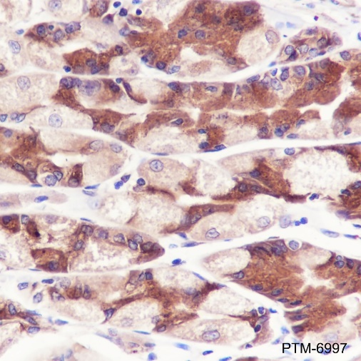 Anti-PGRMC2 Rabbit mAb
