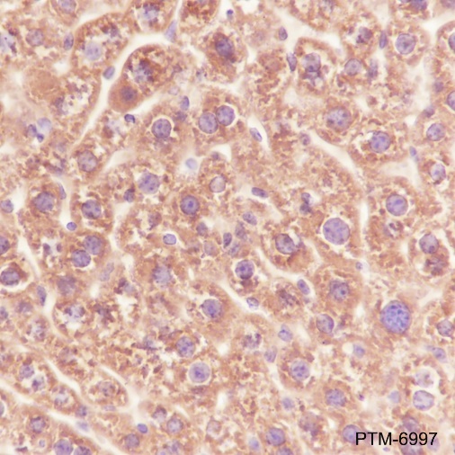 Anti-PGRMC2 Rabbit mAb
