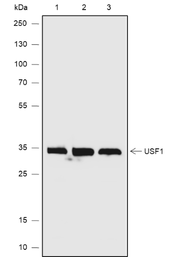 Anti-USF1 Rabbit mAb