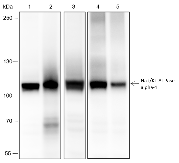 Anti-Na+/K+ ATPase alpha-1 Rabbit mAb