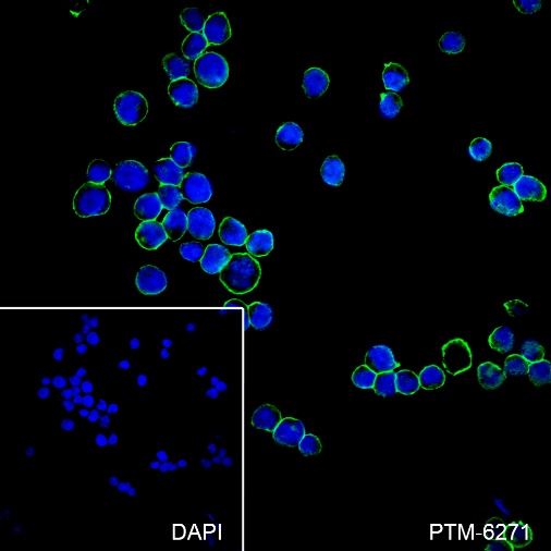 Anti-Na+/K+ ATPase alpha-1 Rabbit mAb