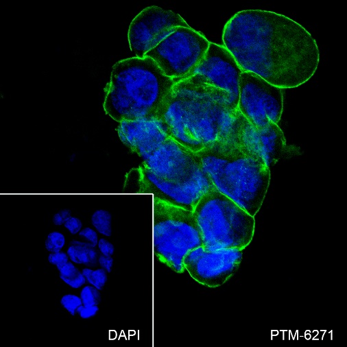 Anti-Na+/K+ ATPase alpha-1 Rabbit mAb