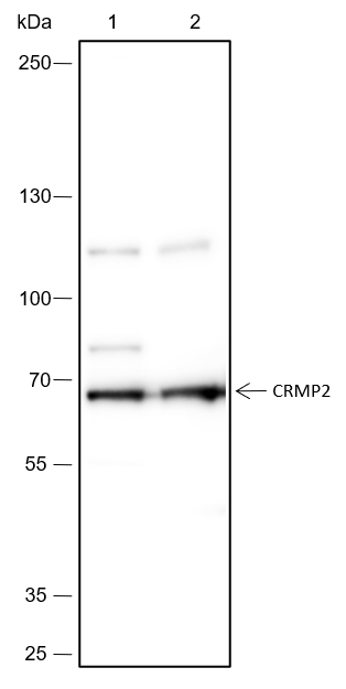 Anti-CRMP2 Rabbit mAb
